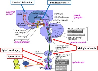 排尿の中枢神経機構の解明